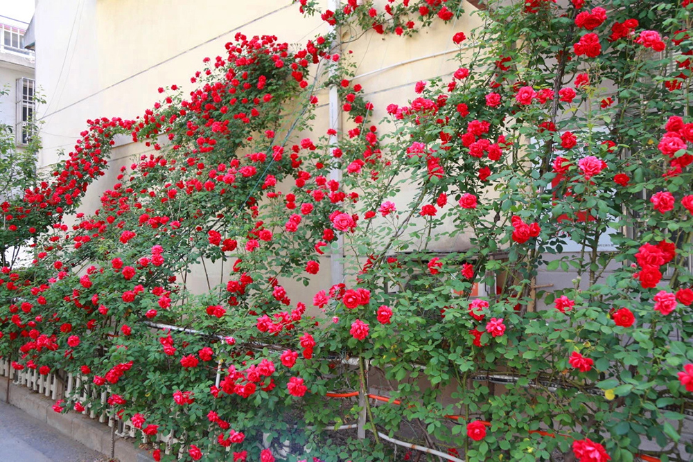 連云港 花園式街巷實現(xiàn)立體綠意，垂直綠化引領城市綠化管理新篇章
